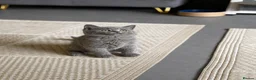 British Shorthair cats for sale: Pure british short hairs - Advert 1