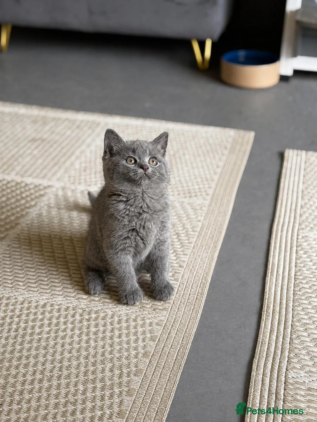 British Shorthair cats for sale: Pure british short hairs - Advert 1