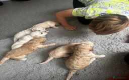 Labradoodle dogs for sale: Miniature labradoodle puppy girl  - Image 9