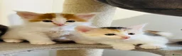 Maine Coon cats for sale: Maine coon kittens  - Advert 20