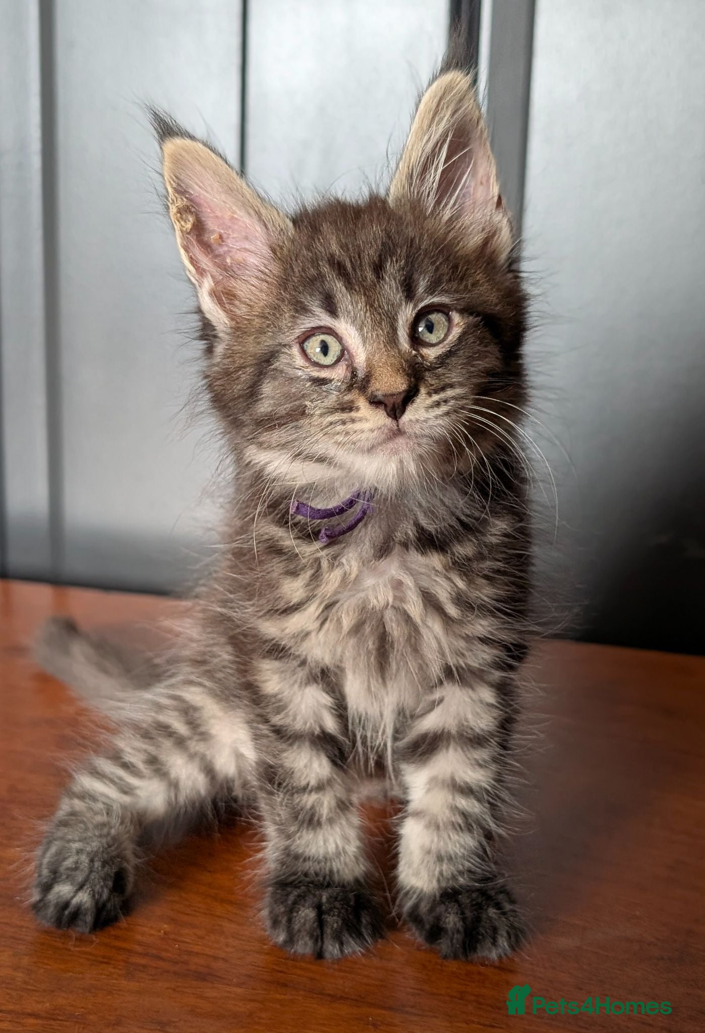 Maine Coon cats Pure Blood Maine Coons  - Advert 2