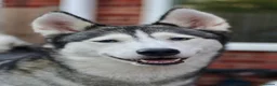 Siberian Husky dogs for sale: 2 Siberian huskies in Huntingdon - Advert 13