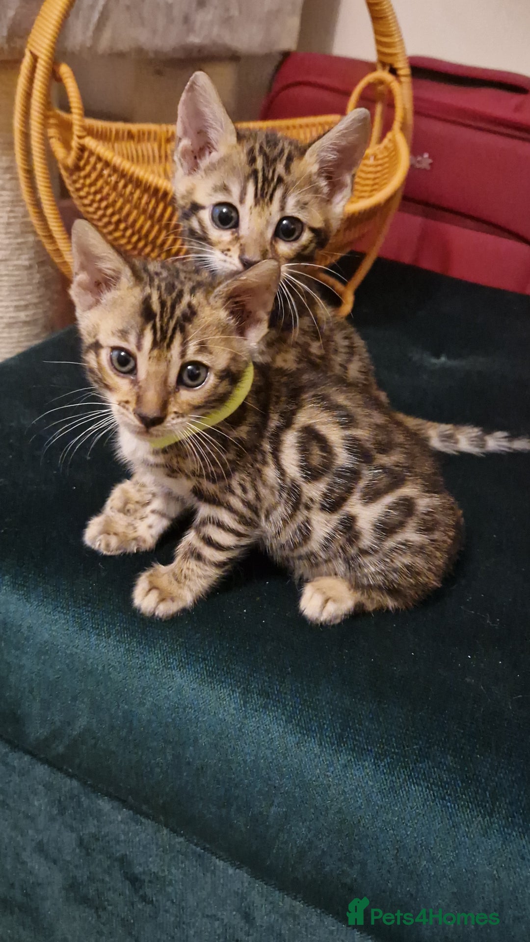 Bengal cats for sale: Beautiful kittens 🥰 - Advert 26