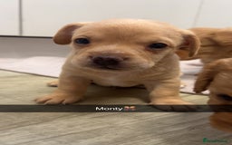Mixed Breed dogs for sale: 4 beautiful playful pups - Image 3
