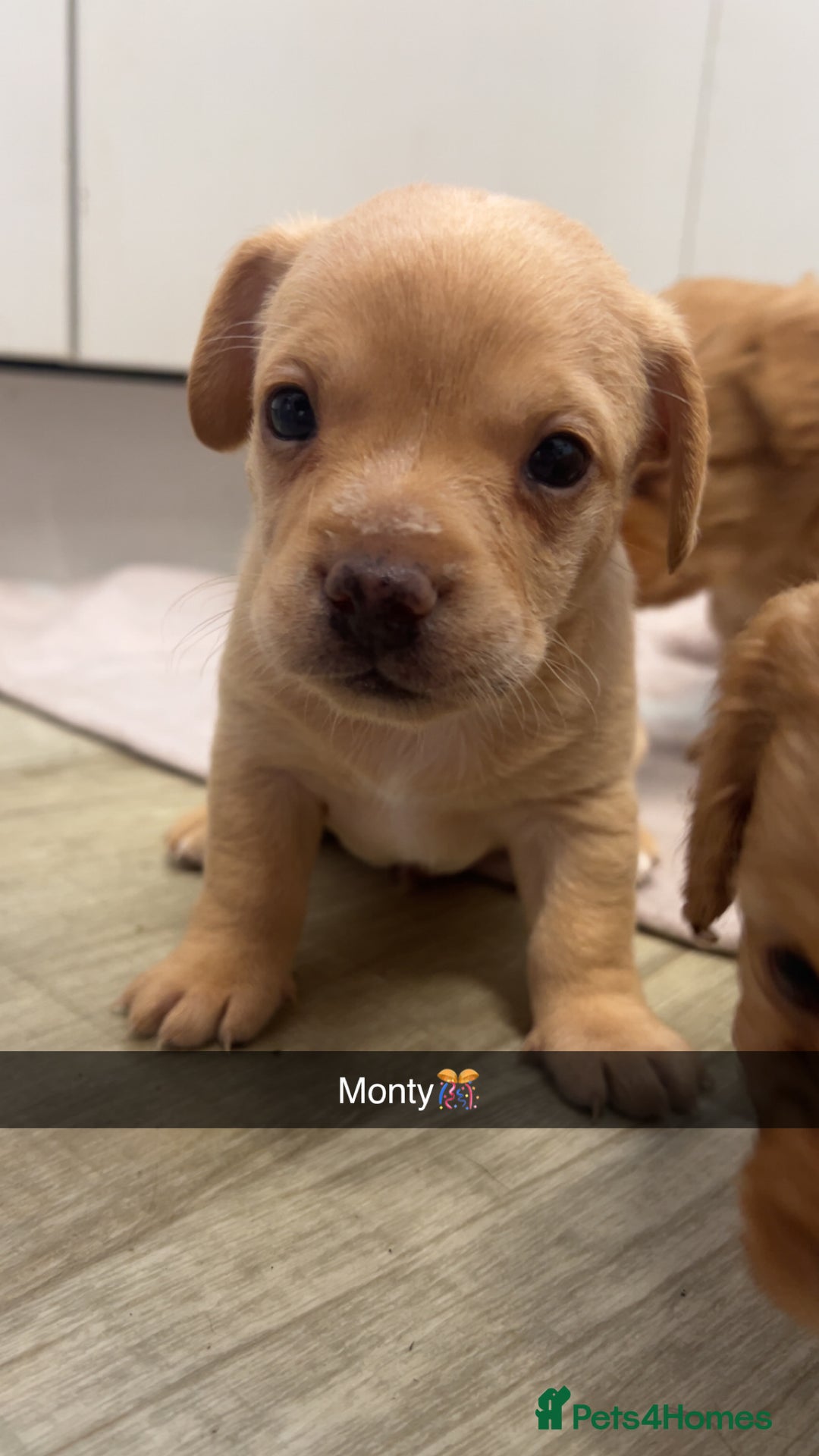 Mixed Breed dogs for sale: 4 beautiful playful pups - Image 3
