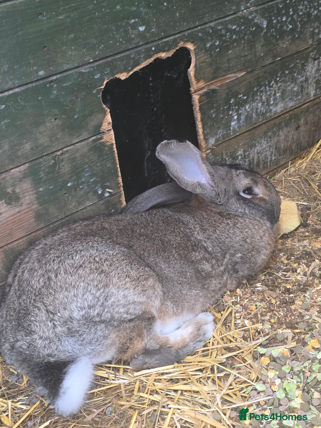 Continental Giant rabbits for sale: Black continental rabbits  - Advert 5