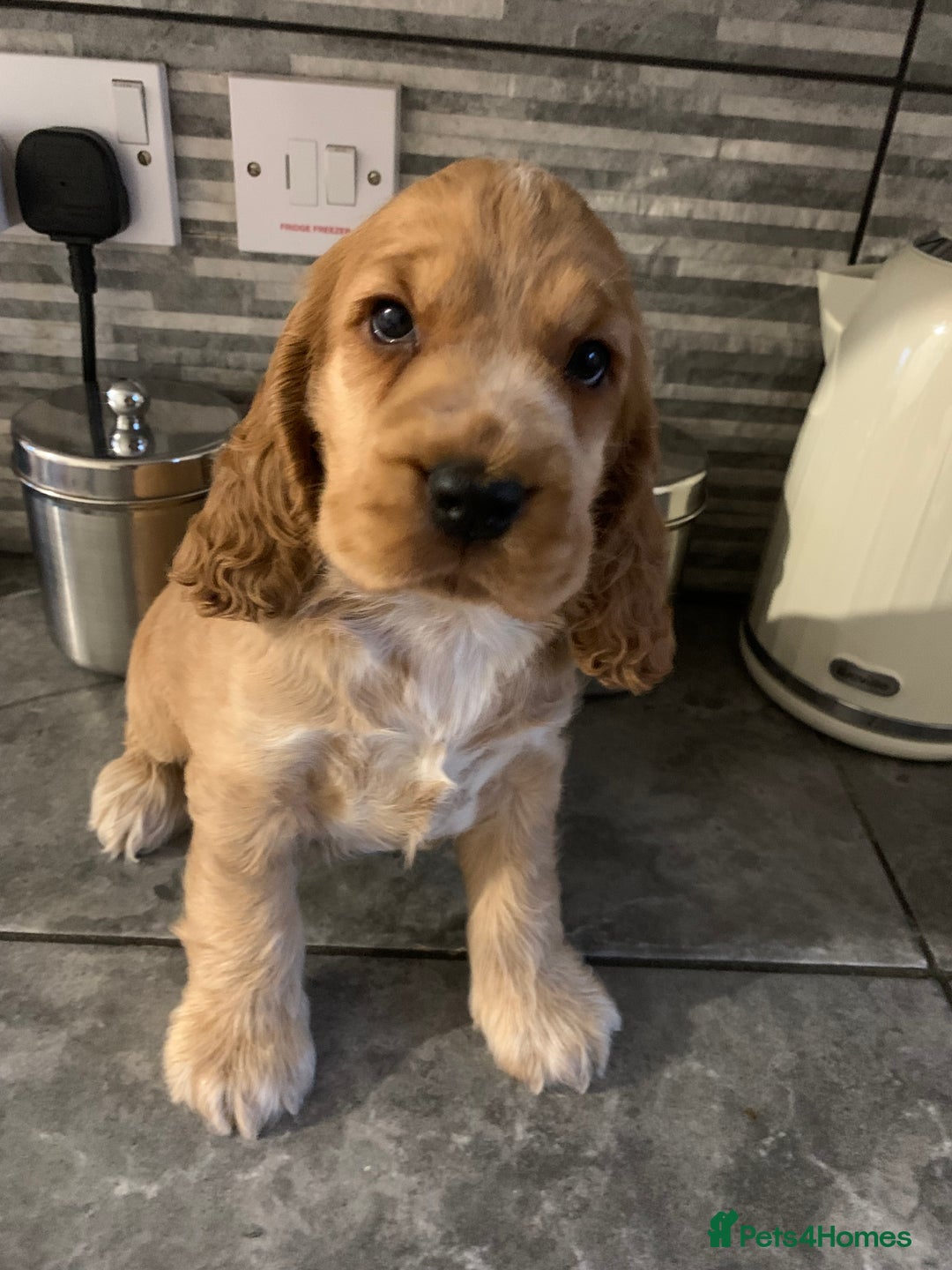 Cocker Spaniel dogs for sale: KC Registered Quality Show Type Cocker Puppies   - Advert 7