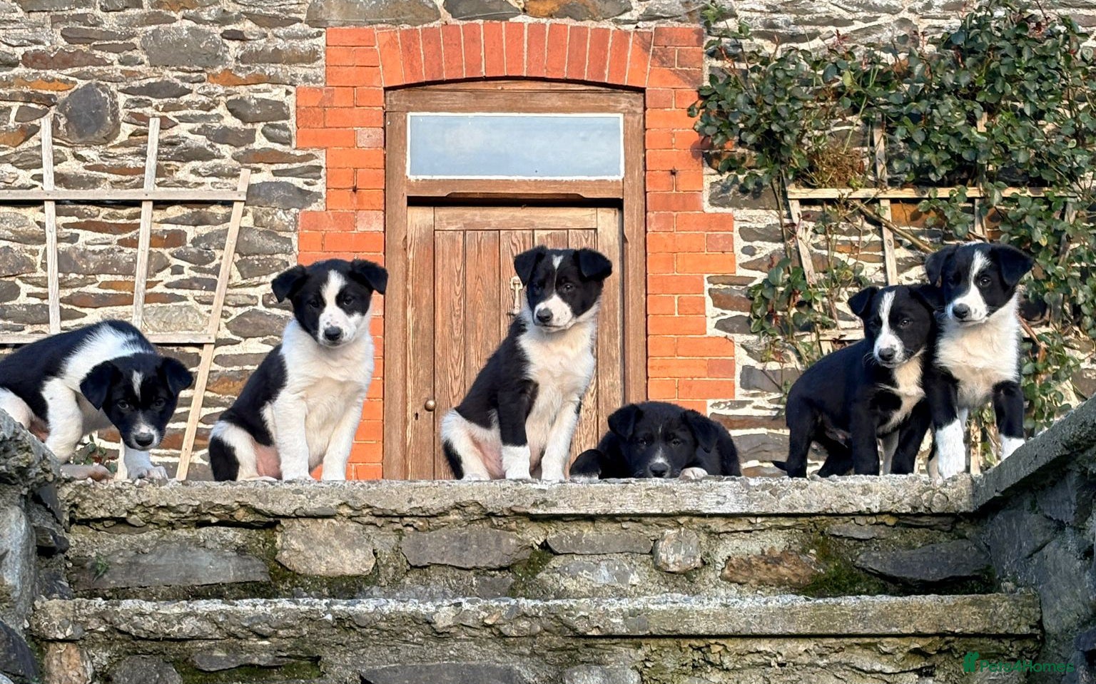 Border Collie dogs Cute border collie pups - Advert 3