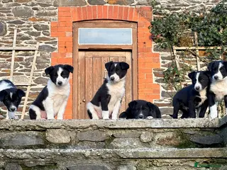 Border Collie dogs Cute border collie pups - Advert 3