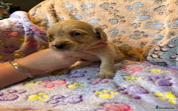 Cocker Spaniel dogs for sale: COCKER SPANIEL LITTER OF 9 IN SCARBOROUGH  - Image 24