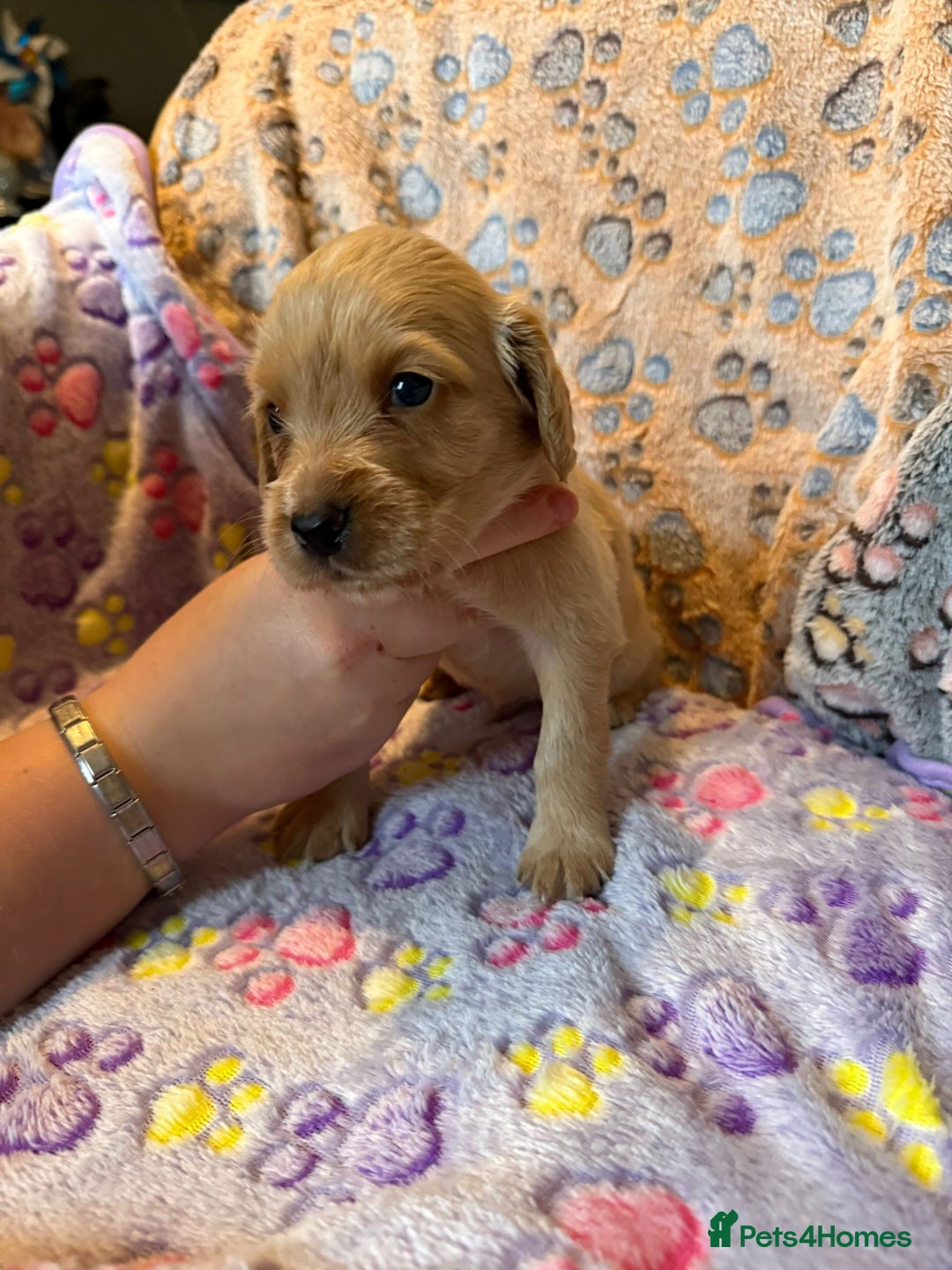 Cocker Spaniel dogs for sale: COCKER SPANIEL LITTER OF 9 IN SCARBOROUGH  - Image 24