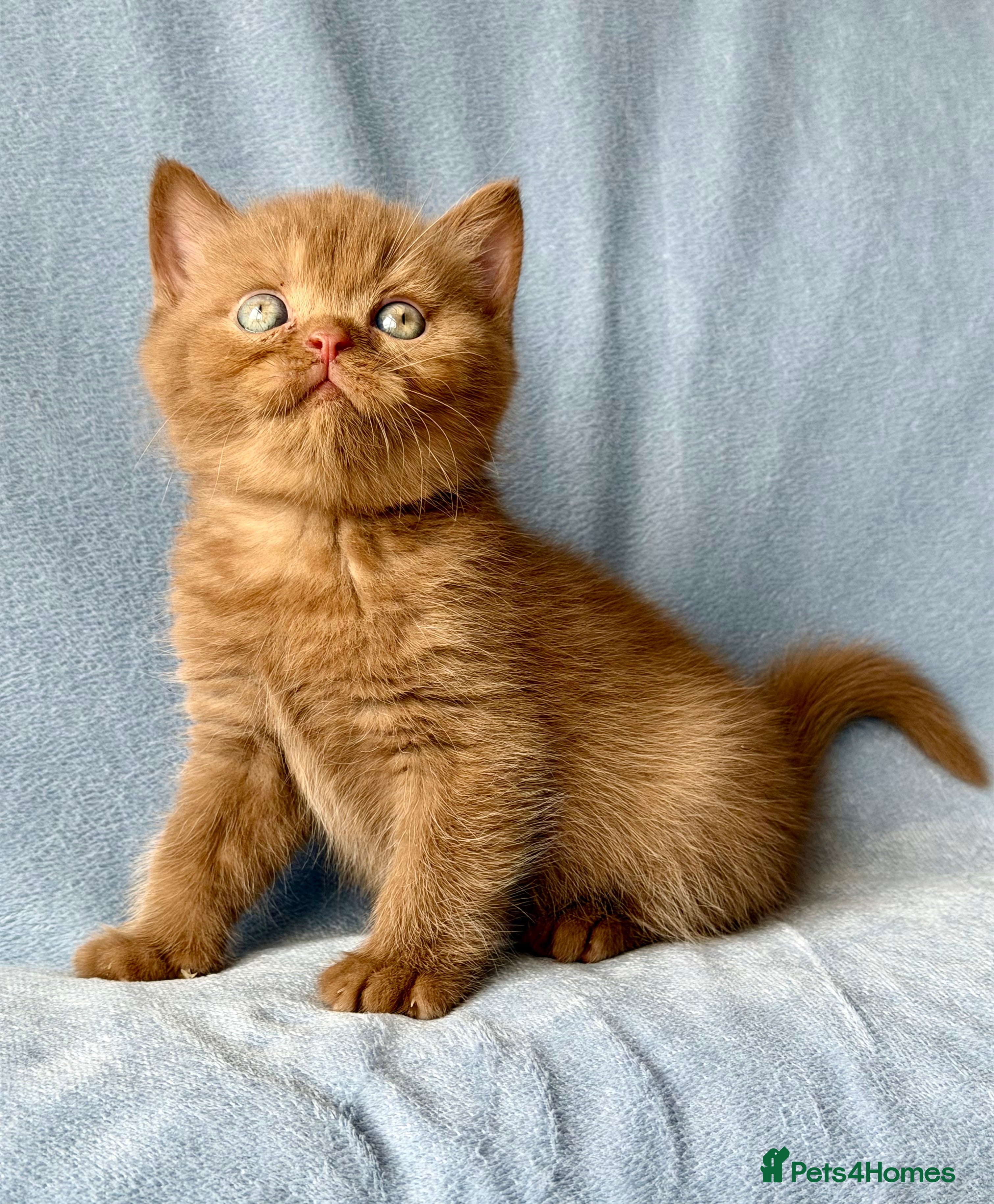British Shorthair Cinnamon boy NIKE