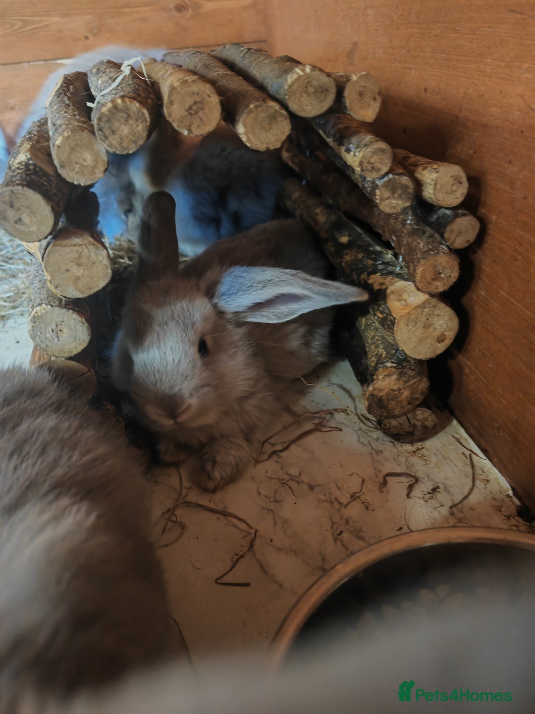 English Lop rabbits for sale: Beautiful lop babies  - Image 7