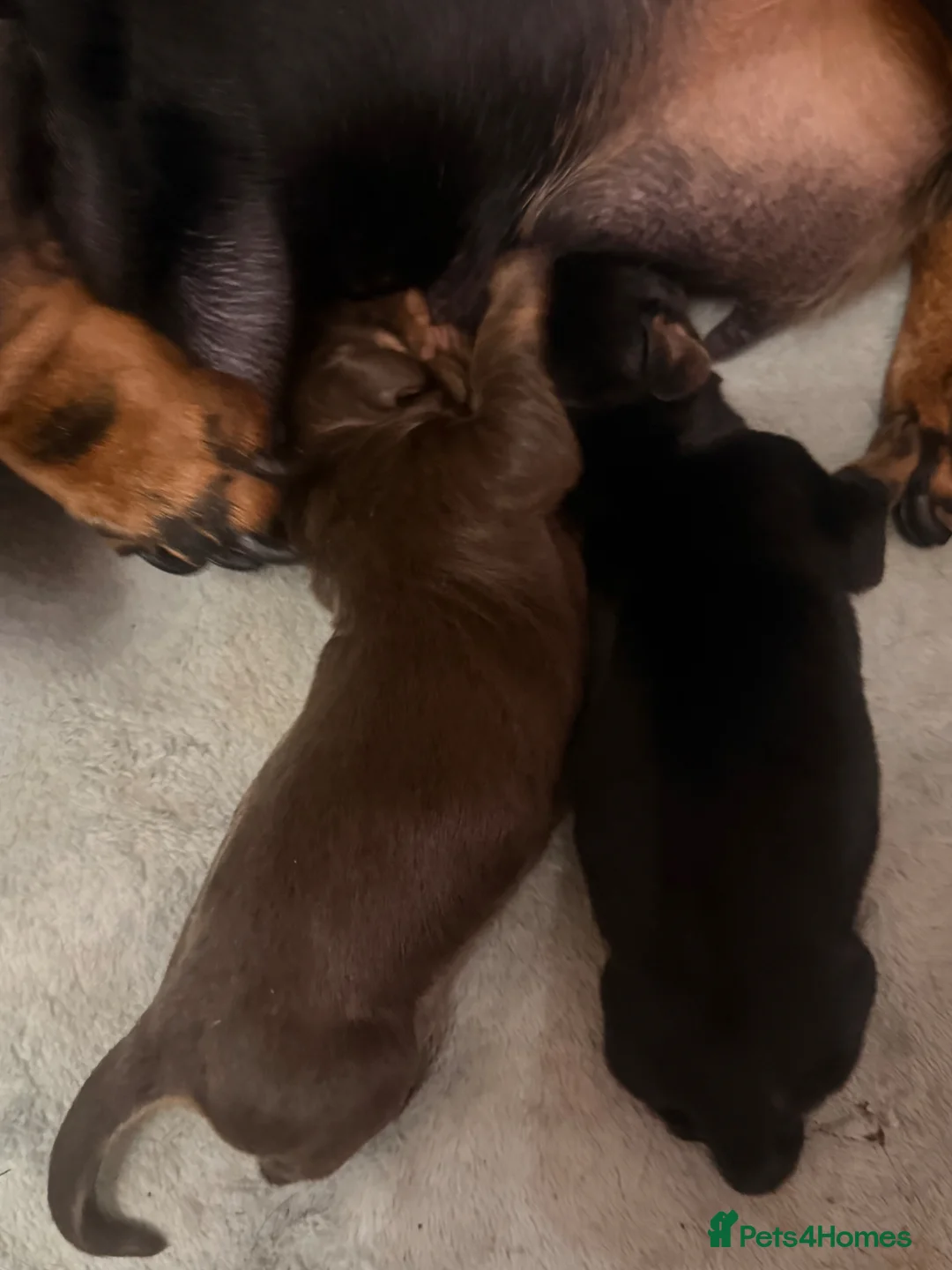 Miniature Dachshund dogs for sale: Dachshund miniature smooth hair pups - Advert 28