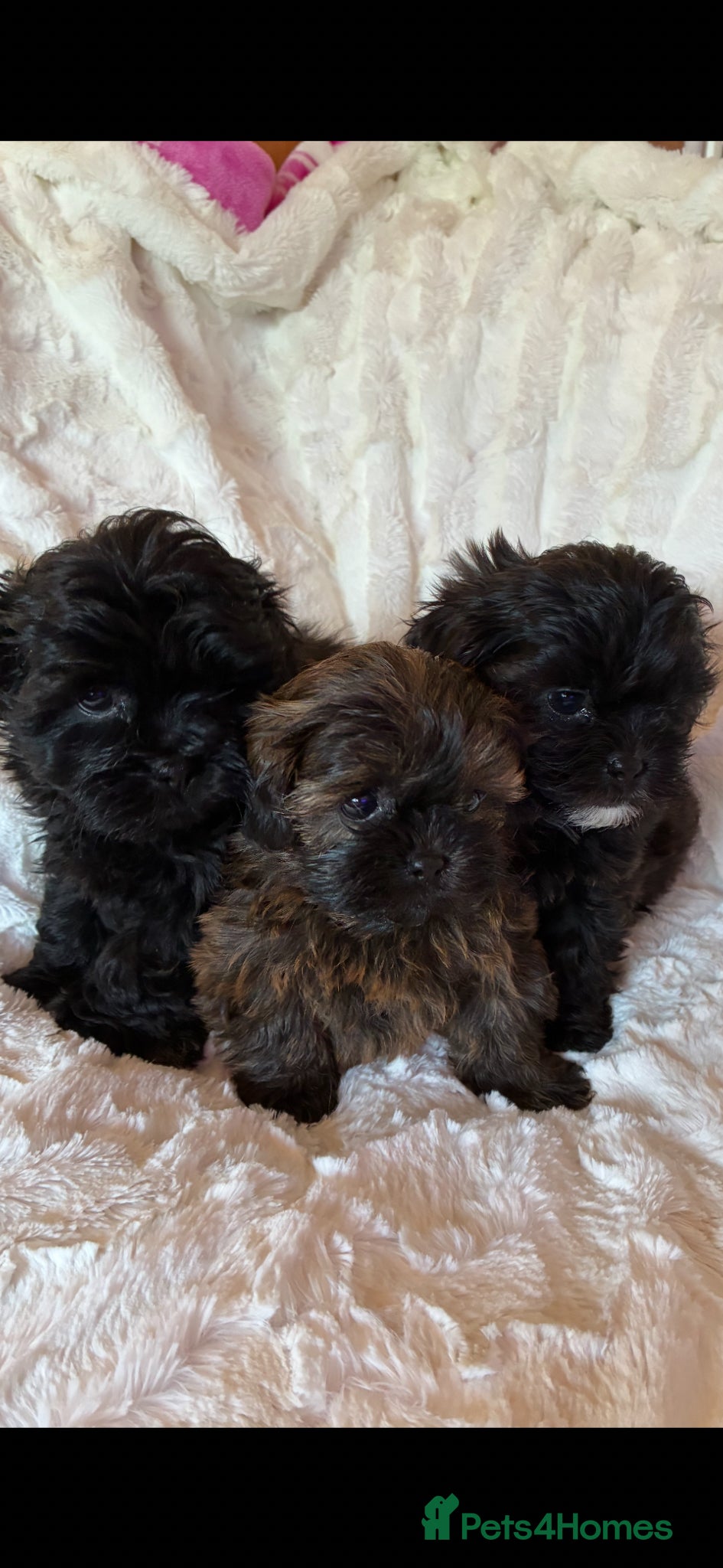 Shihpoo dogs Imperial shihpoo puppies - Advert 16