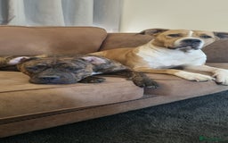Mixed Breed dogs for sale: 2 lovely boys need a loving forever home - Image 2