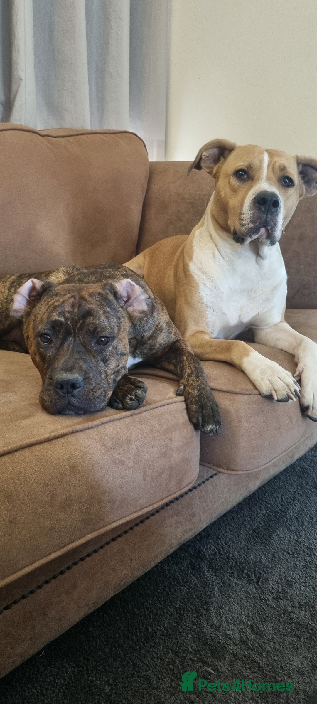 Mixed Breed dogs for sale: 2 lovely boys need a loving forever home - Image 2