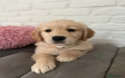 Golden Retriever dogs for sale: Golden retriever puppies READY NOW - Image 13