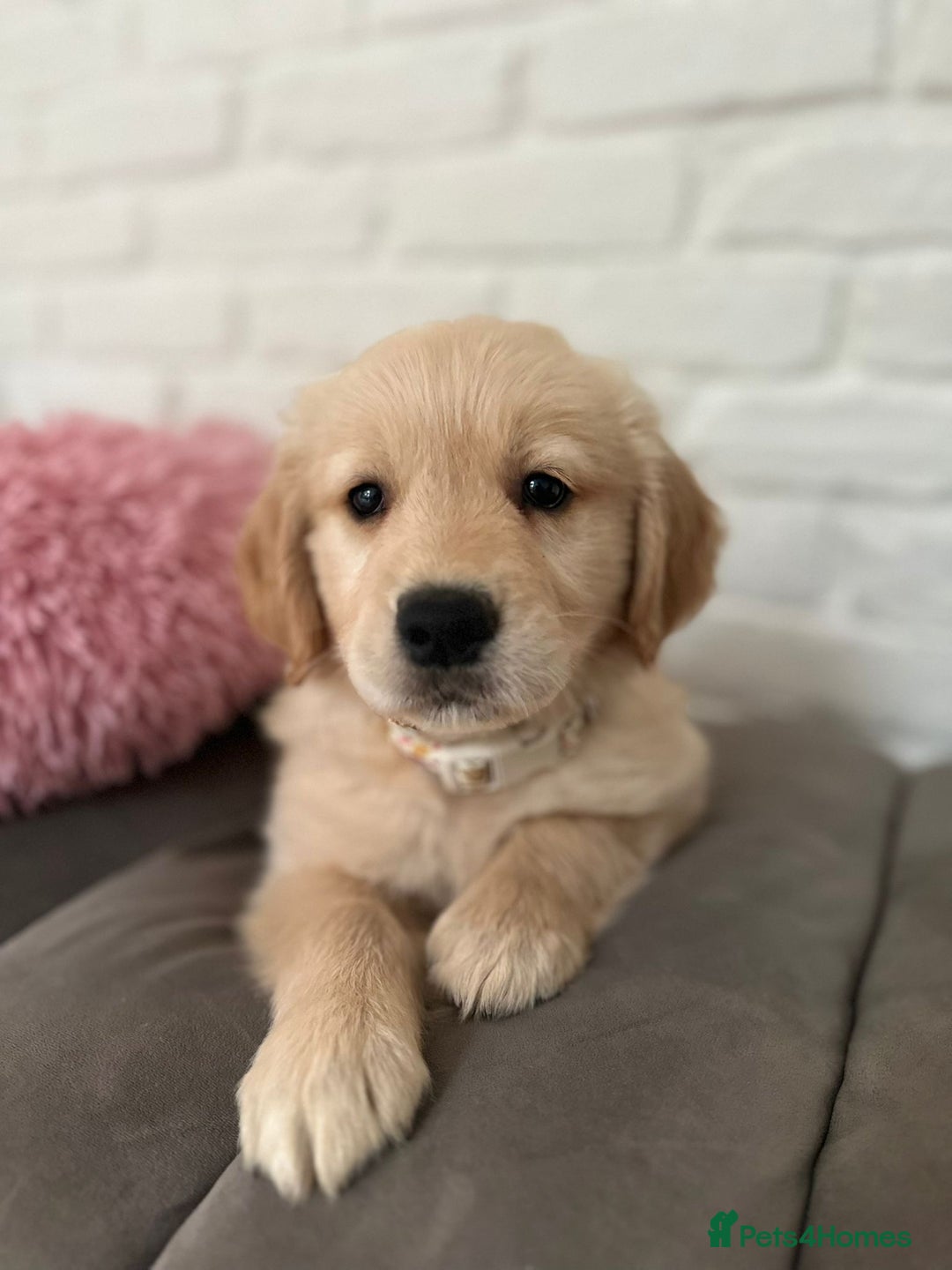Golden Retriever dogs for sale: Golden retriever puppies READY NOW - Image 13