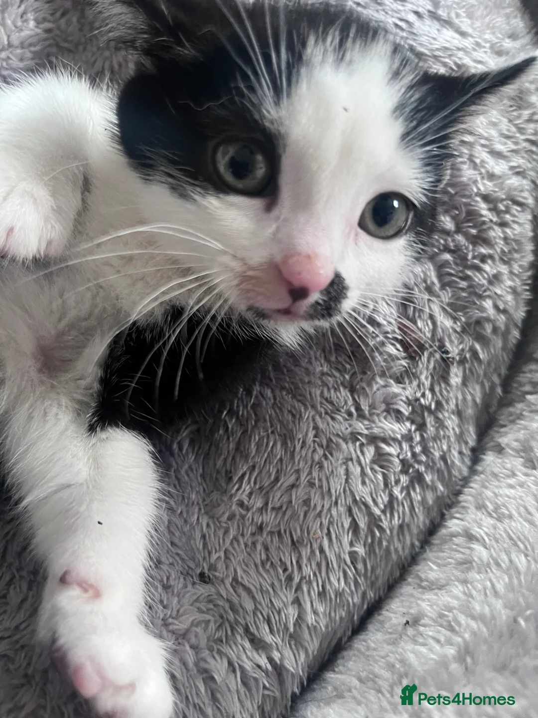 Mixed Breed cats for sale: 🐾Stunning Male Kittens Available🐾 - Advert 1