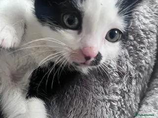 Mixed Breed cats 🐾Stunning Male Kittens Available🐾 - Advert 1