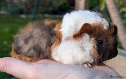 Guinea Pig rodents for sale: Gorgeous guinea pig pups - Image 11