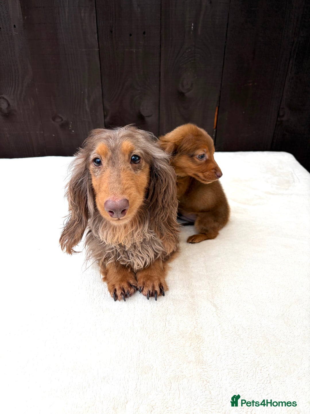 Miniature Dachshund dogs for sale: Dachshund puppy only 1 Boy still available  - Advert 8