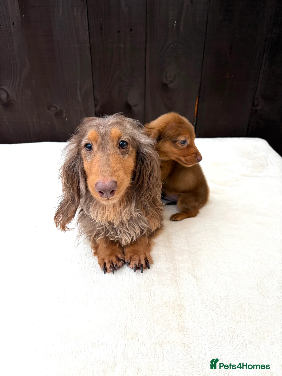 Miniature Dachshund dogs for sale: Dachshund puppy only 1 Boy still available  - Advert 8