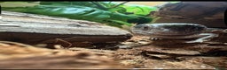 Skink reptiles for sale: Blue tounged skink  - Advert 6