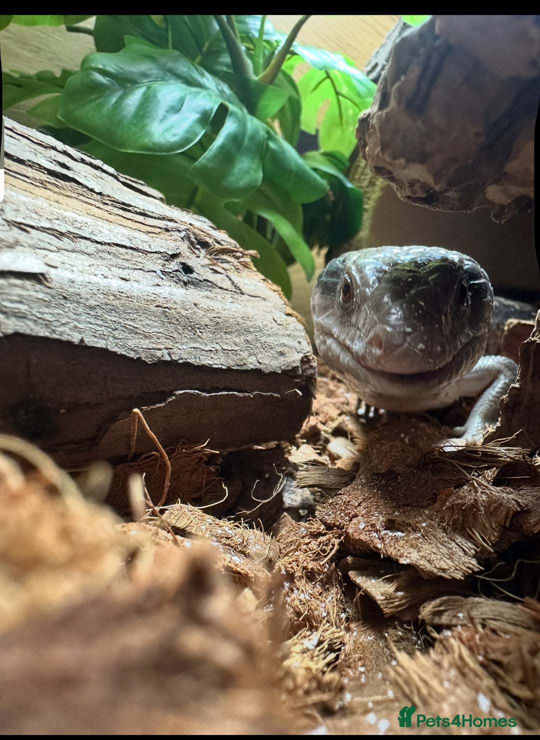 Skink reptiles for sale: Blue tounged skink  - Advert 6