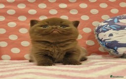 British Shorthair cats for sale: Tica registered British Shorthair kittens Champion - Image 25