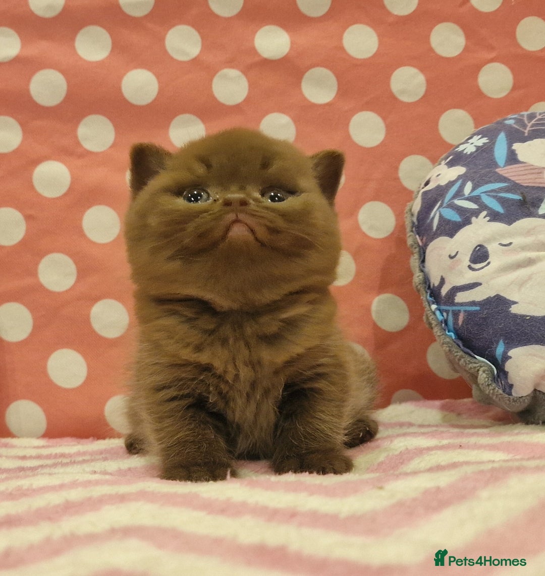 British Shorthair cats for sale: Tica registered British Shorthair kittens Champion - Image 25