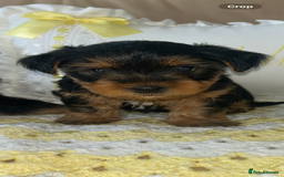 Yorkshire Terrier dogs for sale: Beautiful Yorkshire terrier puppy’s  - Image 20