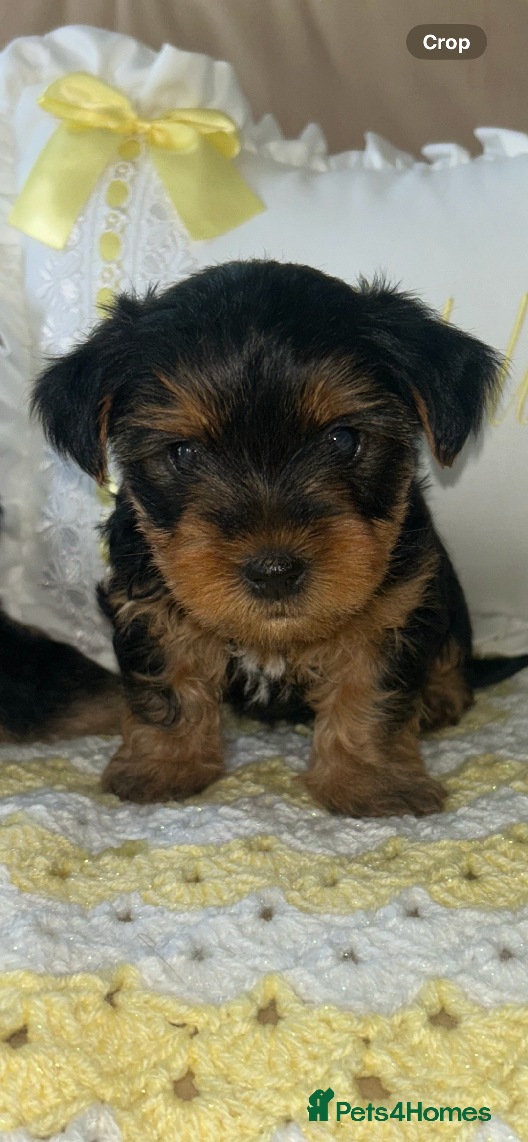 Yorkshire Terrier dogs for sale: Beautiful Yorkshire terrier puppy’s  - Image 20