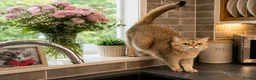 British Shorthair cats for sale: BSH GCCF reg., silver chinchilla & colour point  - Advert 4