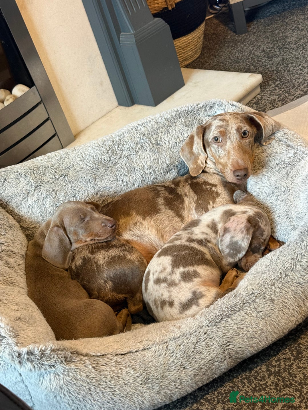 Miniature Dachshund dogs for sale: Isabella and tan boy  - Advert 5