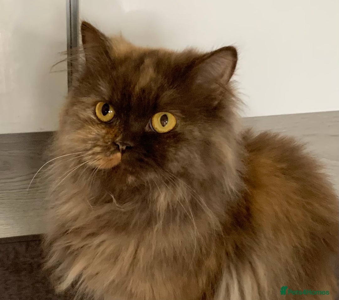 British Longhair cats for sale: British long hair female  - Image 8