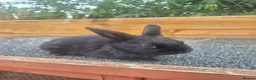 Mixed Breed rabbits for sale: Mixed breed baby rabbits - Advert 2