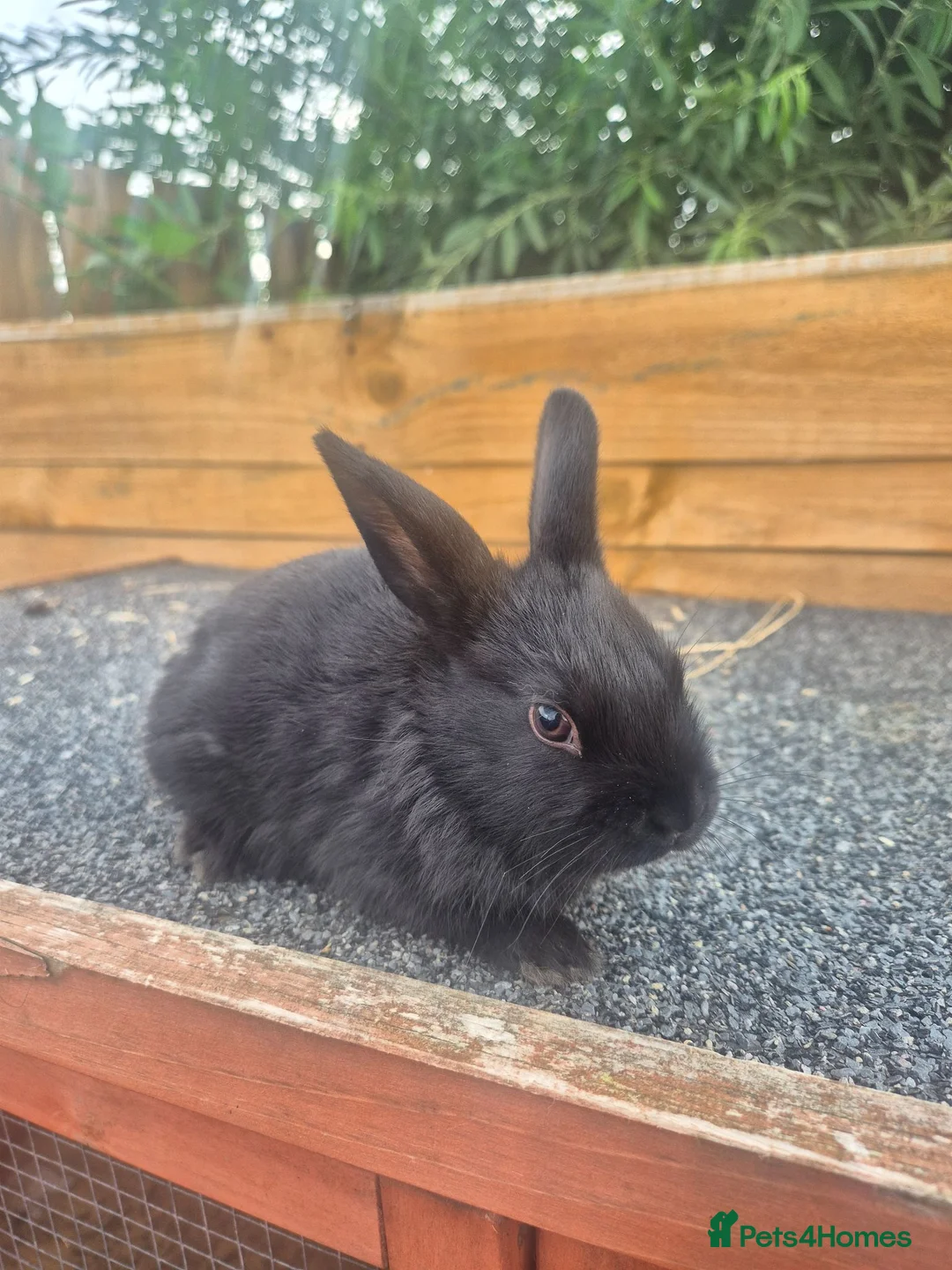 Mixed Breed rabbits for sale: Mixed breed baby rabbits - Advert 2