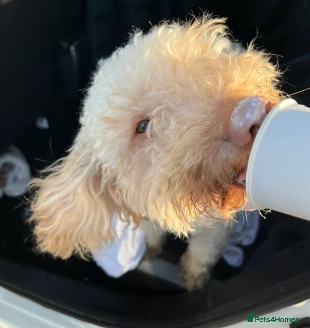 Cockapoo dogs for sale: 1 Year Old Male Cockapoo - Advert 1