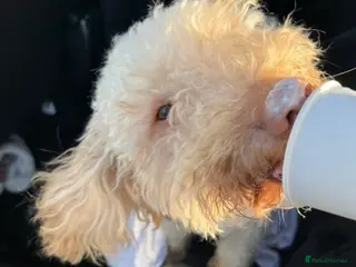 Cockapoo dogs 1 Year Old Male Cockapoo - Advert 1