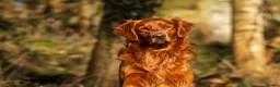 Golden Retriever dogs for stud: Stunning Golden Retriever at Stud - Advert 4