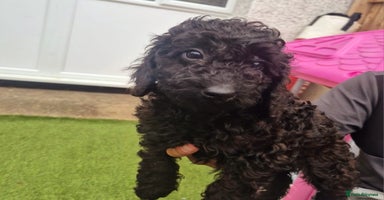 Toy Poodle dogs - Advert 16