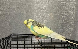 Budgerigars birds for sale: Budgies for sale - £15 each clearance - Image 6