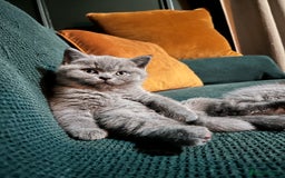 British Shorthair cats for sale: Kind Souls Fluffy Coats British Shorthair Kittens - Image 4
