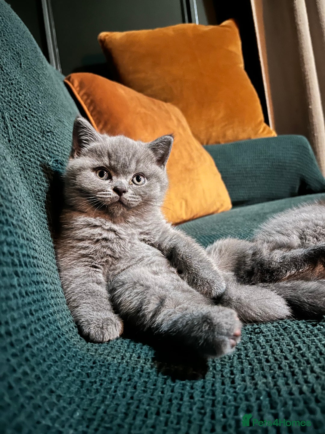 British Shorthair cats for sale: Kind Souls Fluffy Coats British Shorthair Kittens - Image 4