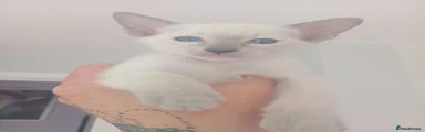 Siamese 1