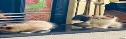 Ragdoll cats for sale: Stunning  ragdoll kittens boy available  - Advert 15
