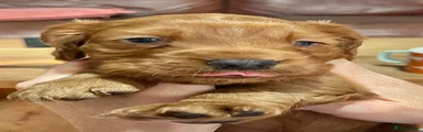 Cockapoo 1
