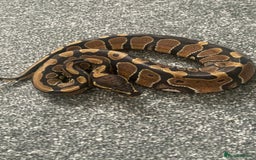 Python Snake reptiles for sale: Albino & 66% Het Pied Royal Python (Ball Python) - Image 5